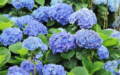 「竹子湖」Blog遊記的精采圖片