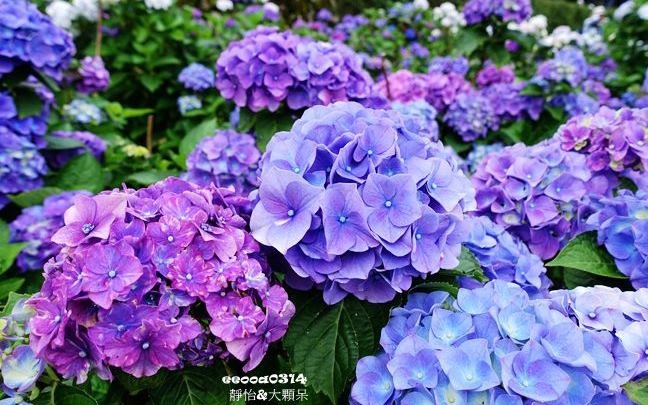 「大梯田花卉生態農園」Blog遊記的精采圖片
